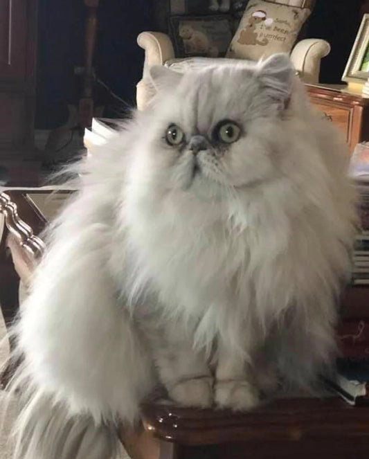 What Are The Responsibilities Of Owning A Cat