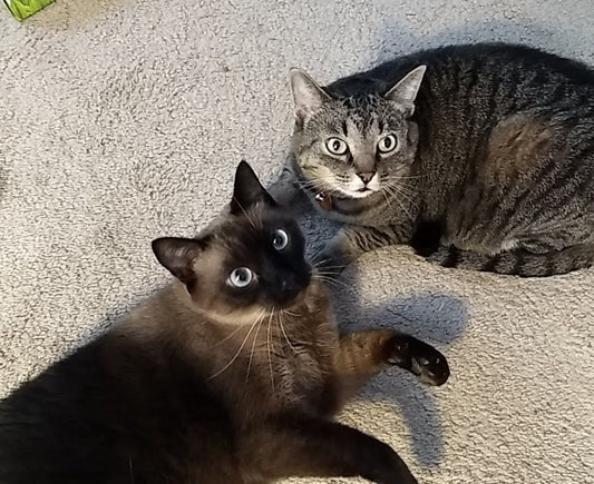 How Much Do Cat Owners Spend A Year