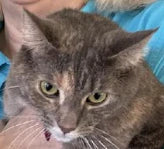 How Does A Cat See Its Owner