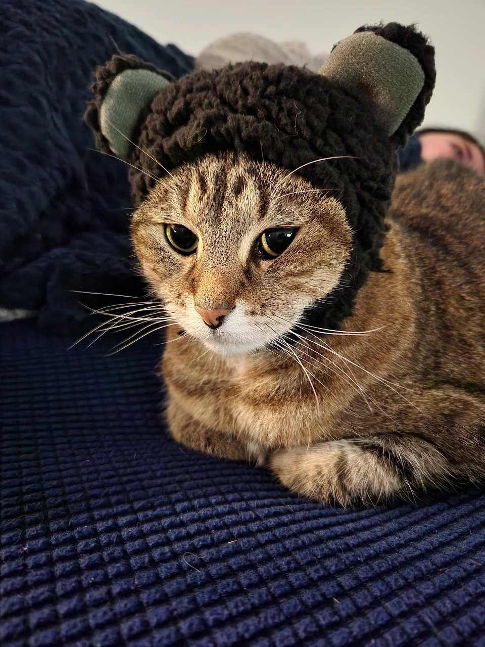 Why Do Cats Lick Owners CatsForLife