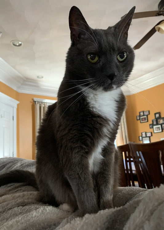 How To Transition A Cat To A New Owner