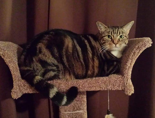 Common Cat Owner Mistakes