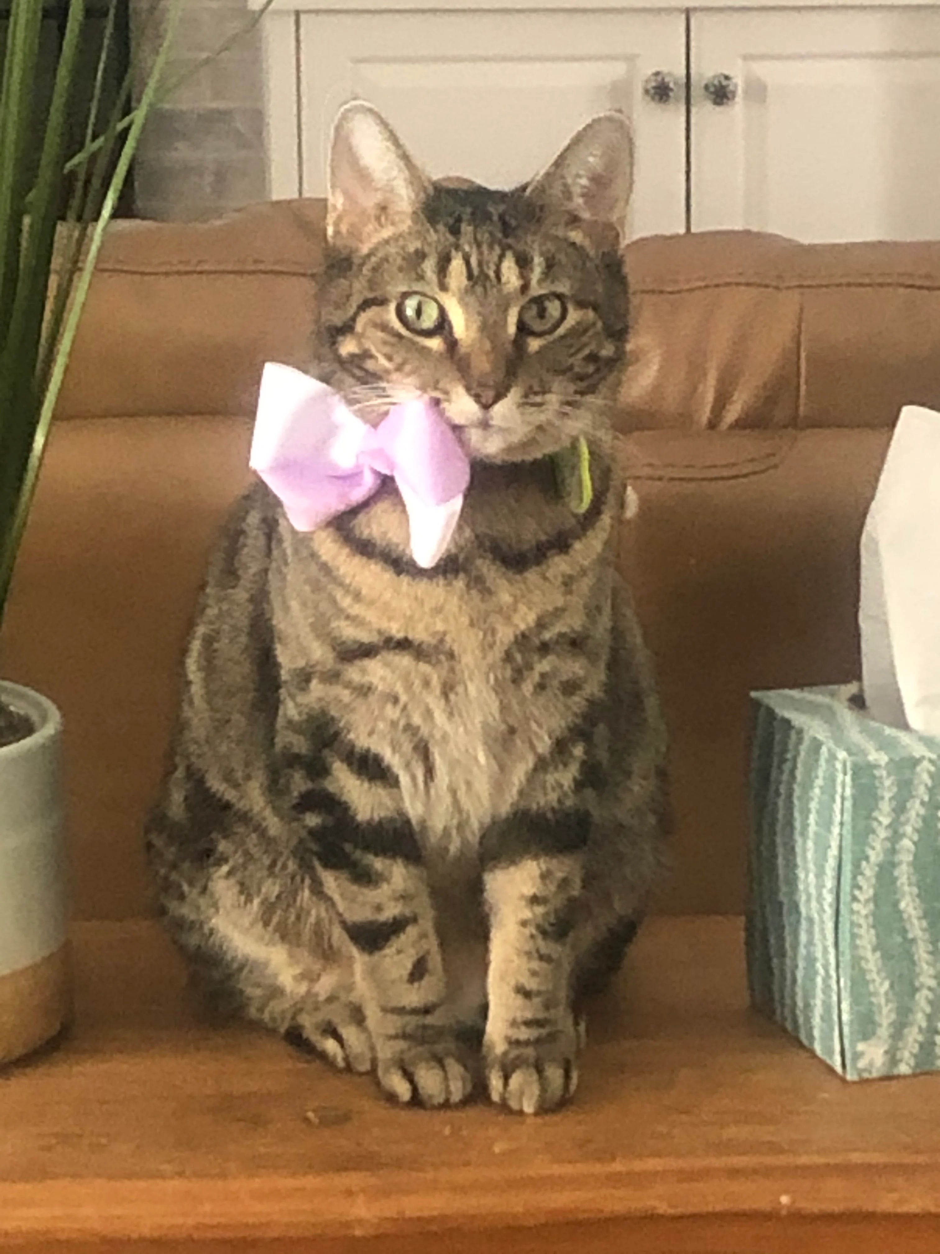 How Much Vitamin D For Cats CatsForLife