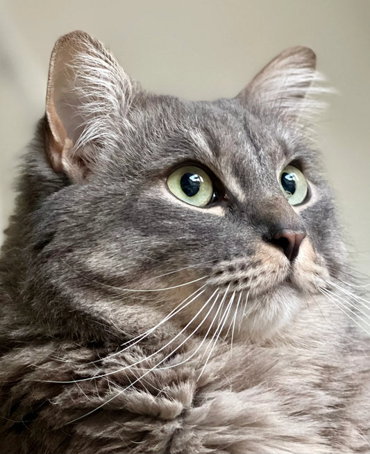 Why Cat Owners Are Weird
