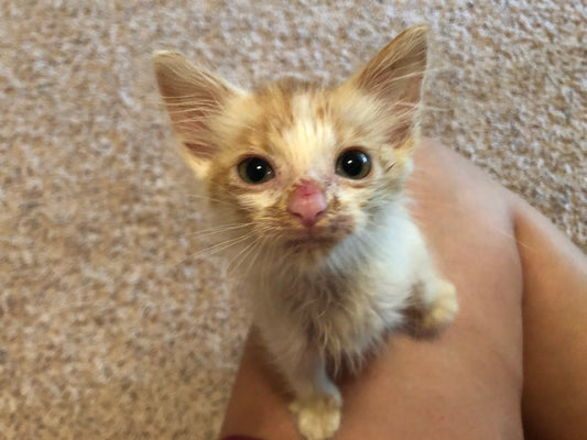 How Cat Wakes Up Owner