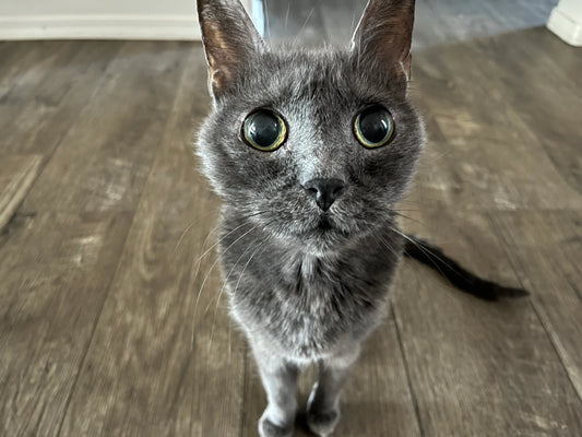 How To Prove Cat Ownership