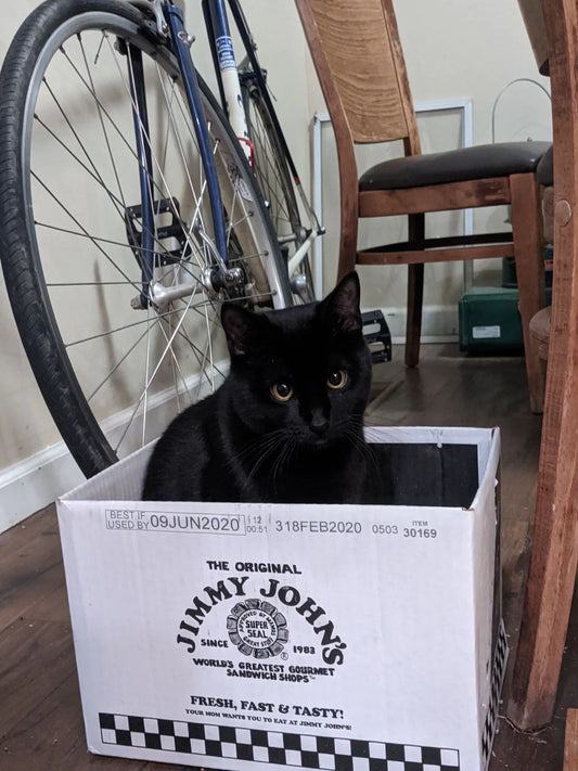 How Cats Pee?