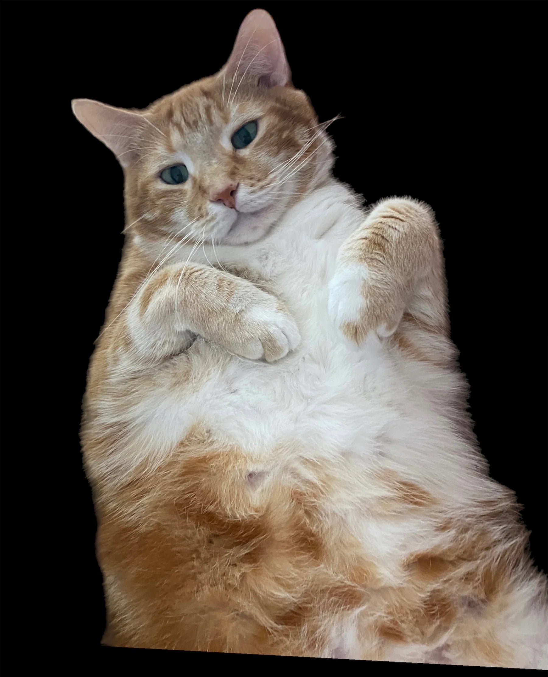 How Did The Owner Of Talking Kitty Cat Die CatsForLife