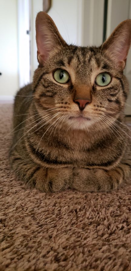How Long Can A Cat Remember Their Owner