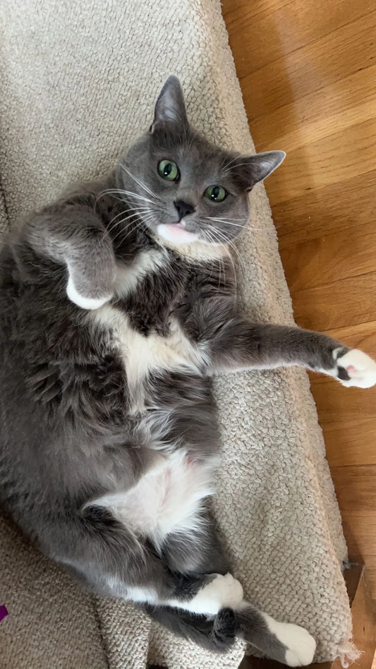 Cat Owner Personality