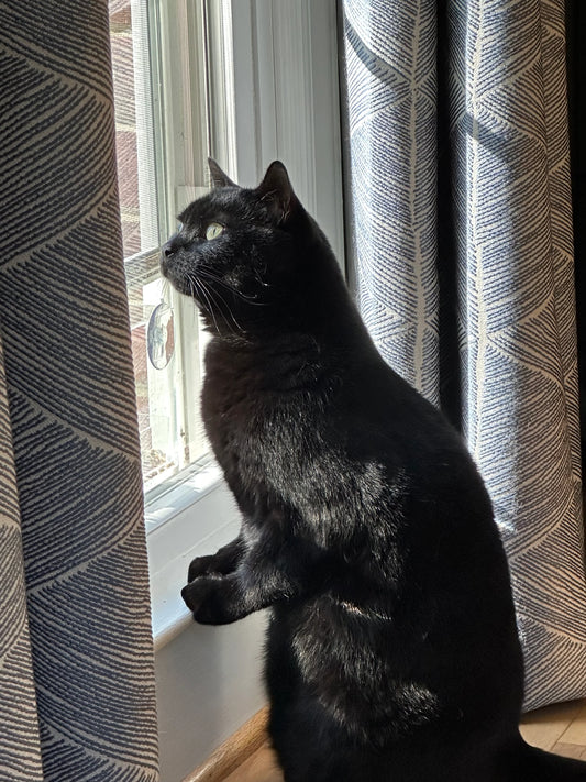 How Long Does It Take For A Cat To Bond With Owner