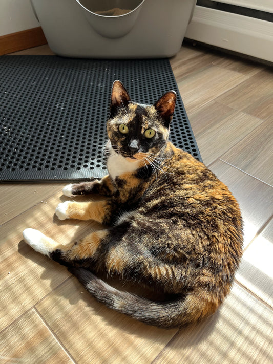 How Cat Communicate With Humans