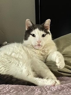 How Cat Flea Treatment Works