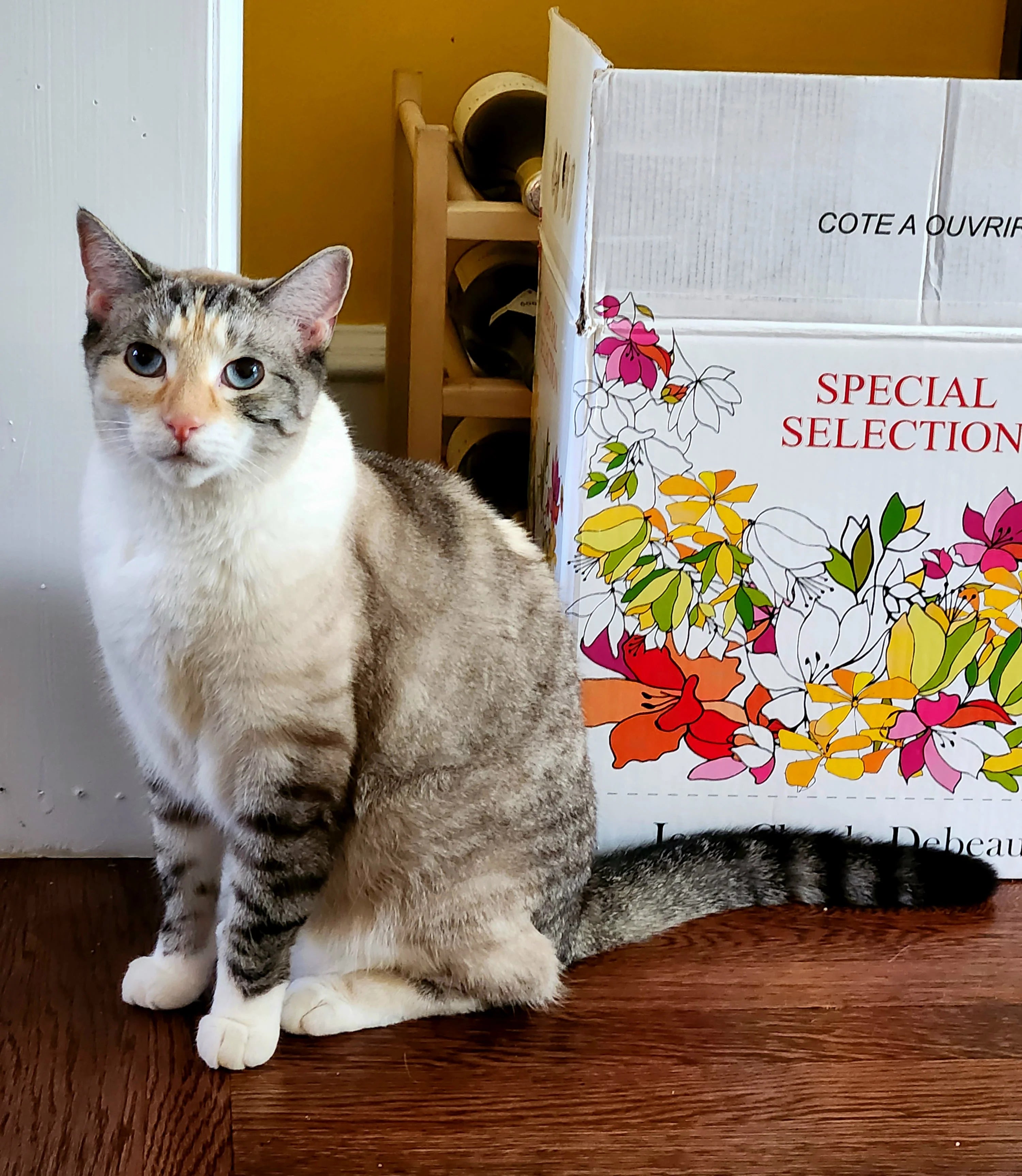 How To Help A Grieving Cat When Owner Dies CatsForLife how-to-help-a-grieving-cat-when-owner-dies-catsforlife