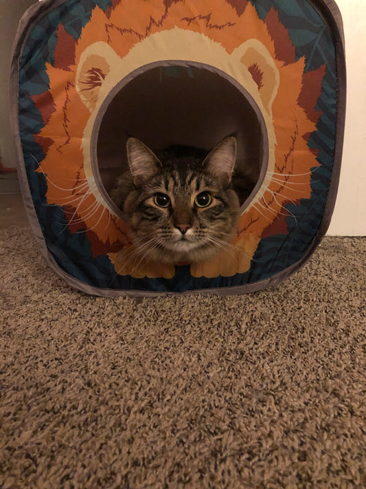 Will Cat Remember Owner