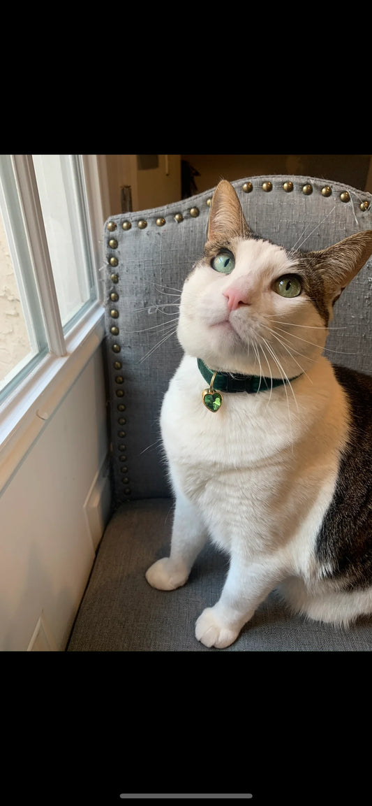 Every Cat Owner Can Relate To This