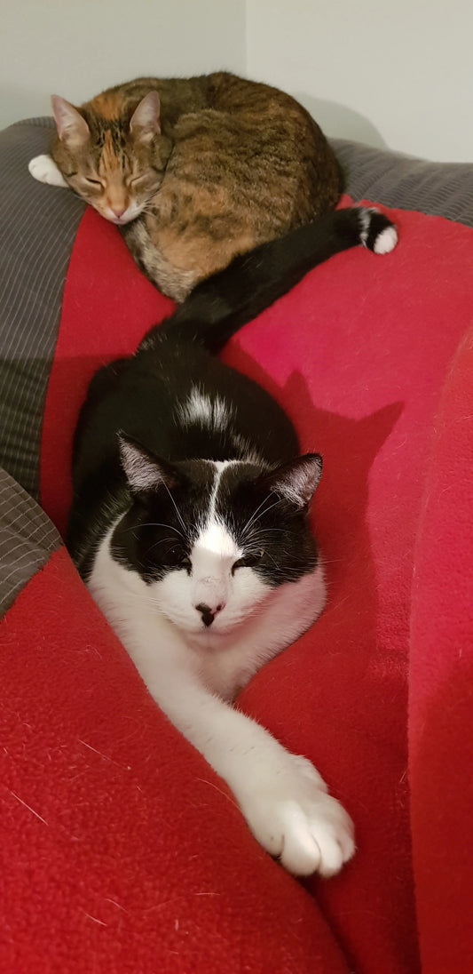 Cat Owner Basics