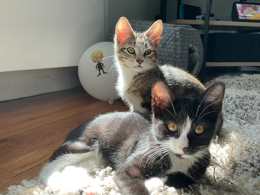How To Remove Cat Pee Smell Out Of Carpet