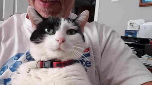 How Does A Cat React To A Crying Owner