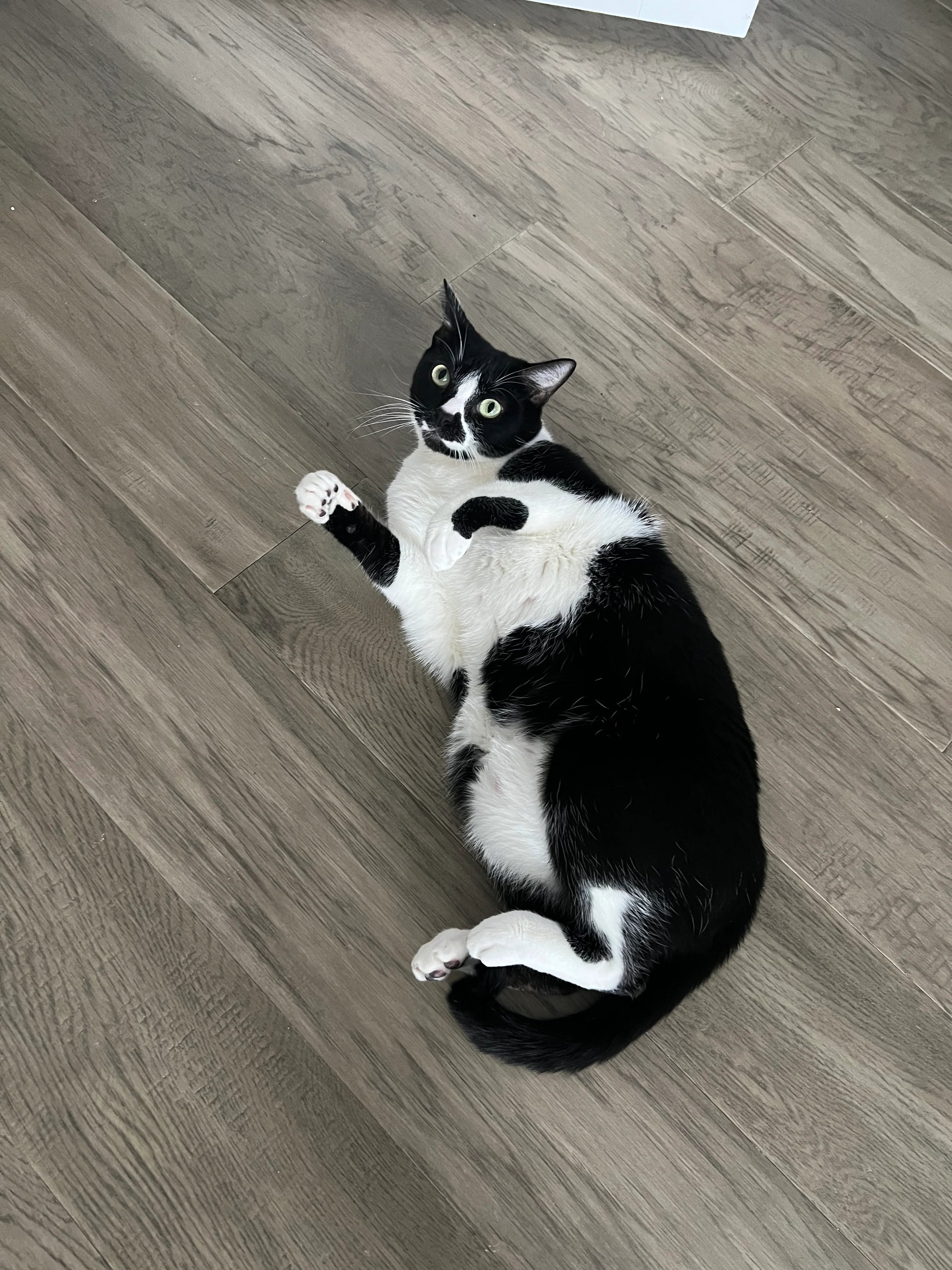 How To Care For A Persian Cat? CatsForLife