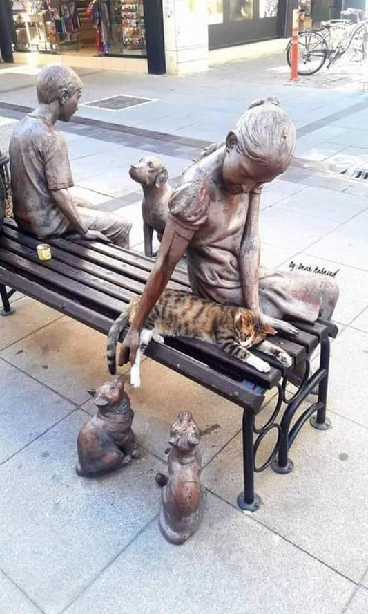 How To Find A Cat's Owner