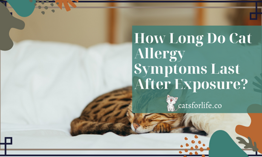 How Long Do Cat Allergy Symptoms Last | Comprehensive Guide