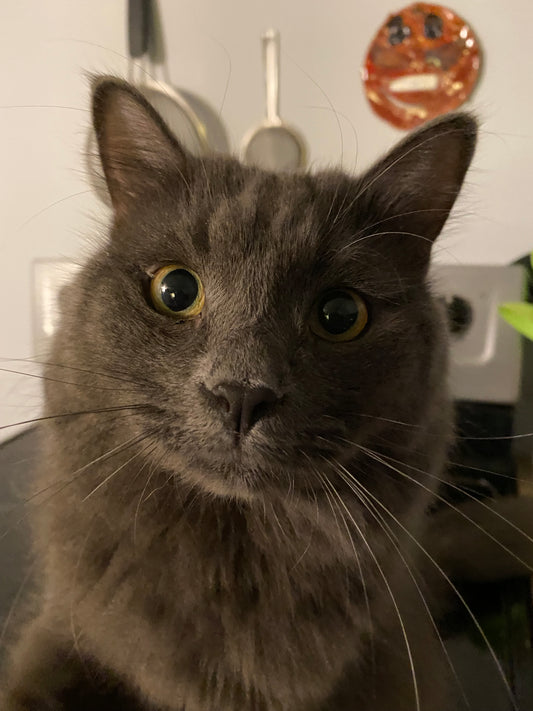 What Is The Most Expensive Pure Breed Cat?
