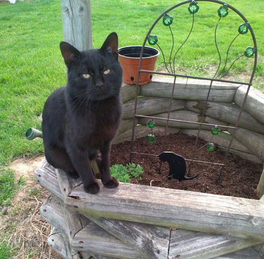 How Long Until A Cat Forgets Its Owner