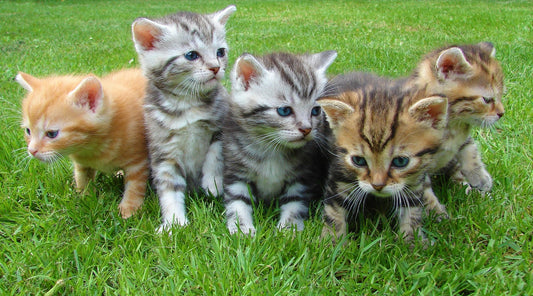 How Old Is A Female Cat Before We Can Neuter It?