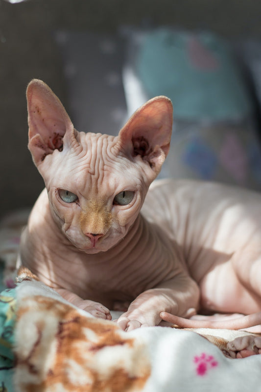 How To Know The Breed Of Your Cat?