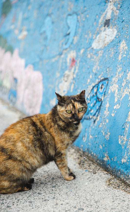 How To Know If Your Cat Is Depressed?