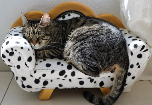 What Do Cats Dream About?