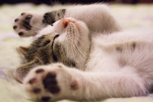 How To Decode A Cats Sleeping Position?