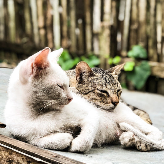 Why Do Cats Sleep In Groups?