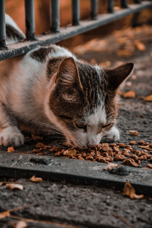 What Are The Best Food Brands For Your Cat?