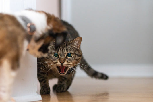 How To Know If Your Cat Is Angry?