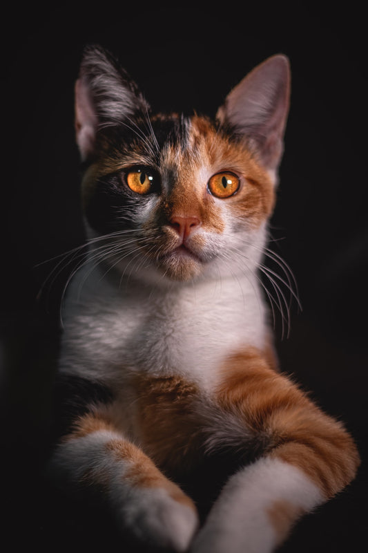What Breed Of Cats Are From Asia?