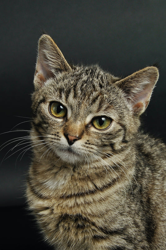 What Are The Healthiest Cat Breeds?
