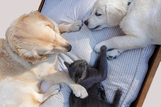 Why Do Cats And Dogs Always Fight?