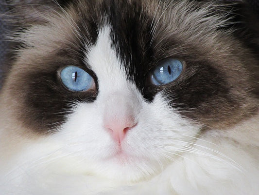 How Much Is A Ragdoll Cat