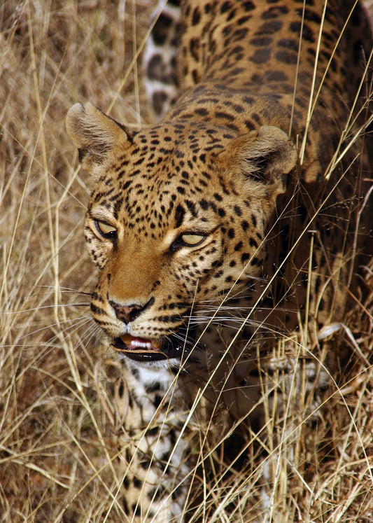 How Much Is A Savannah Cat