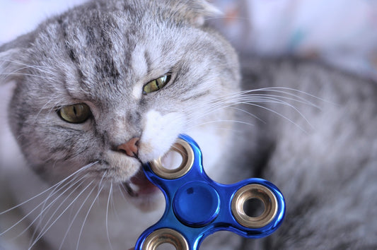 How Dangerous Is A Cat Bite