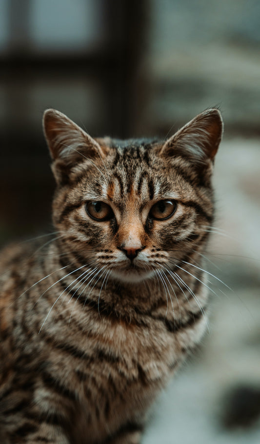 catsforlifeco