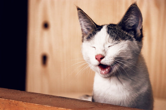 catsforlifeco