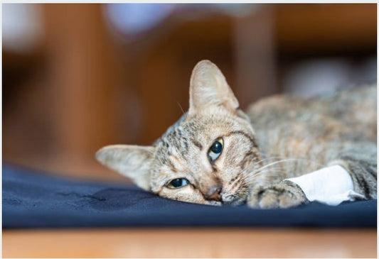 What Happens When A Cat Dies Naturally