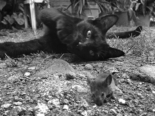 How Cat Kills Rat