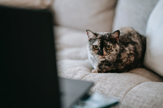 catsforlifeco