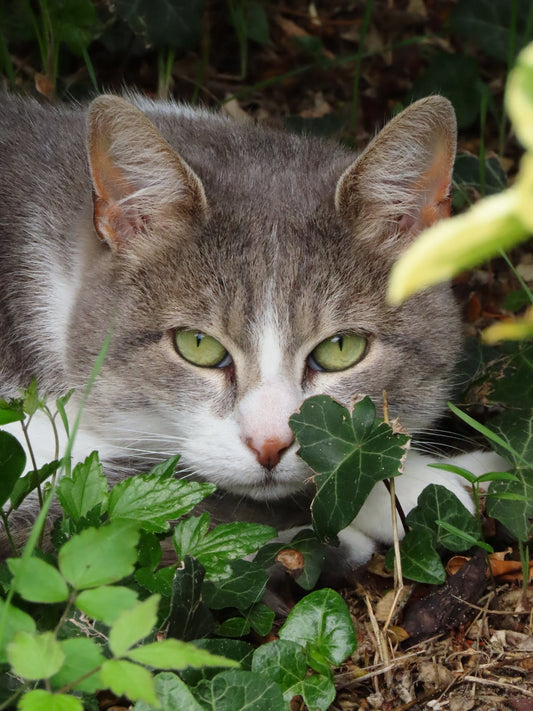 How Do I Find The Owner Of A Microchipped Cat