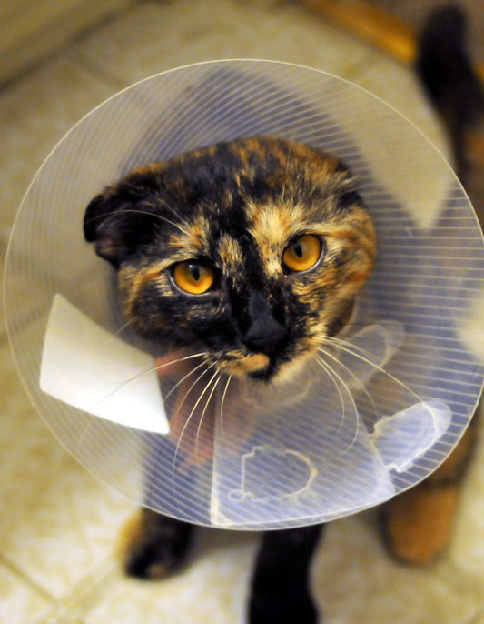 How Much Does It Cost To Neuter A Cat