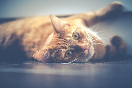 How To Get Rid Of Cat Urine Smell